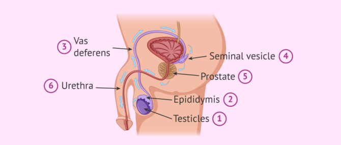 Best Treatment for Seminal Vesicle Problems in Ahmedabad